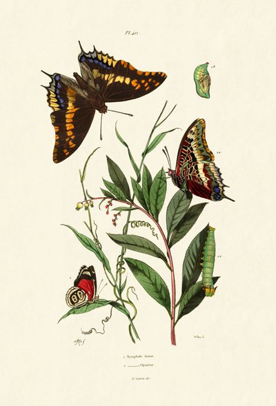 Two-tailed Pasha by French School